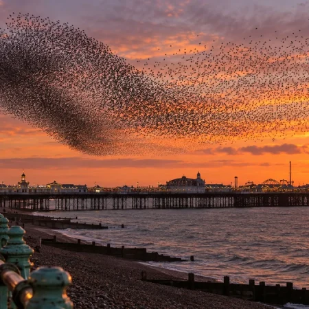 À la tombée du jour, le ciel de cette ville anglaise se remplit de milliers d’étourneaux
