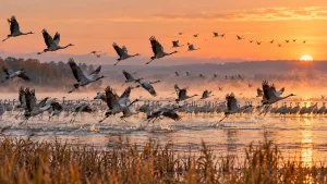 Chaque matin de novembre, des dizaines de milliers d’oiseaux décollent de ce lac français Chaque matin de novembre, des dizaines de milliers d’oiseaux décollent de ce lac français