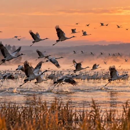 Chaque matin de novembre, des dizaines de milliers d’oiseaux décollent de ce lac français